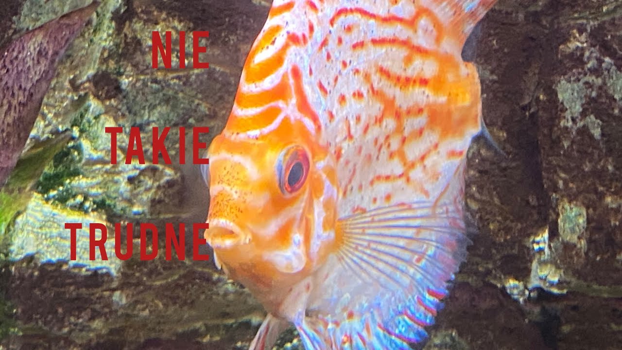 Dyskowce, Paletki. Nie takie trudne?