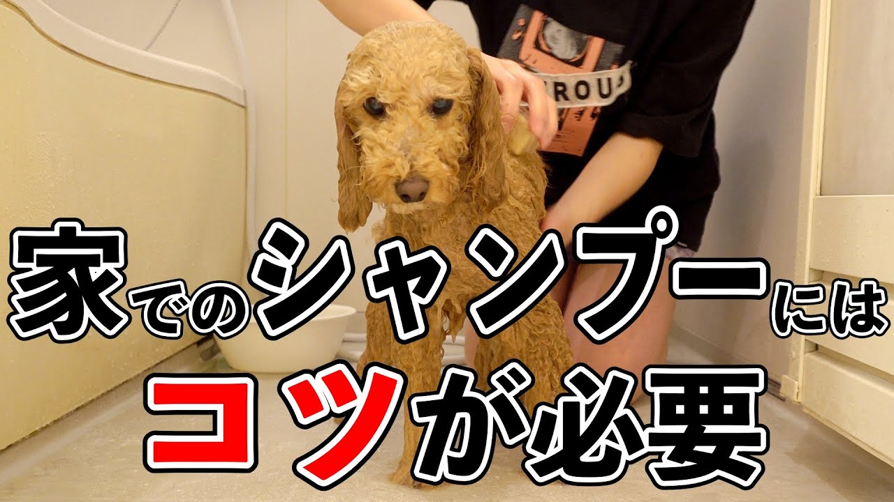 【犬】自宅でのシャンプーの仕方。セルフだからこそのコツを紹介！