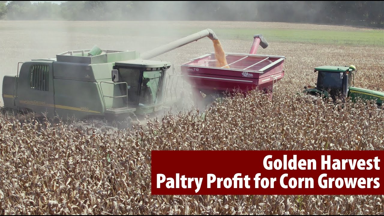 Golden Harvest, Paltry Profit for Corn Growers