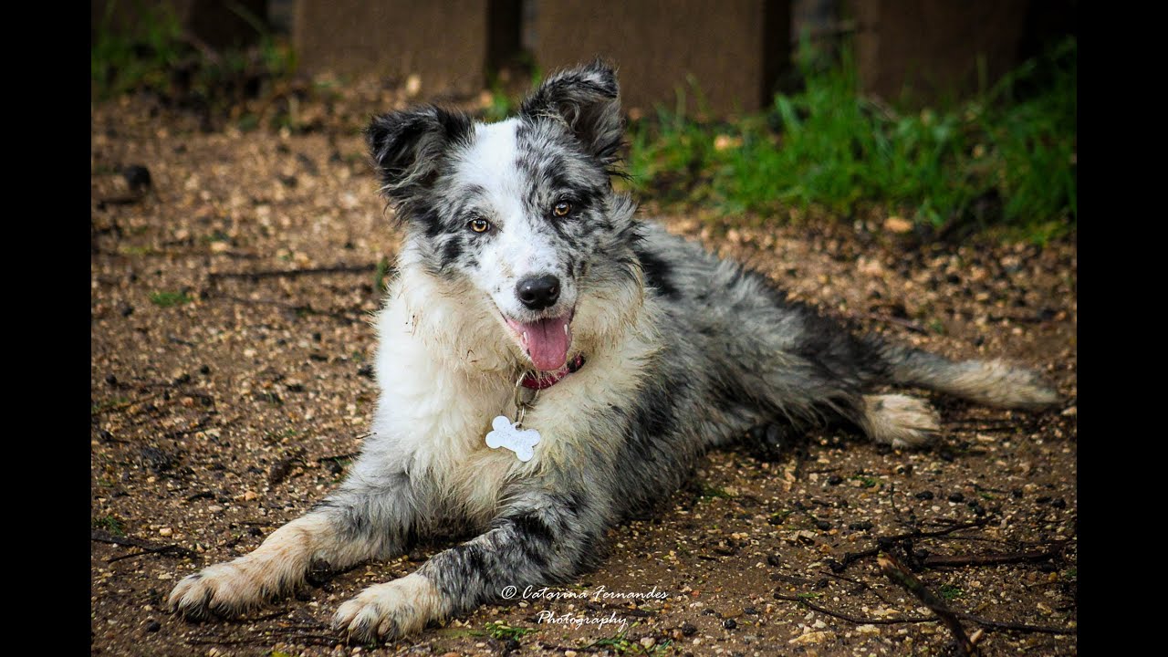 Cheza - 7 months Border Collie Puppy!