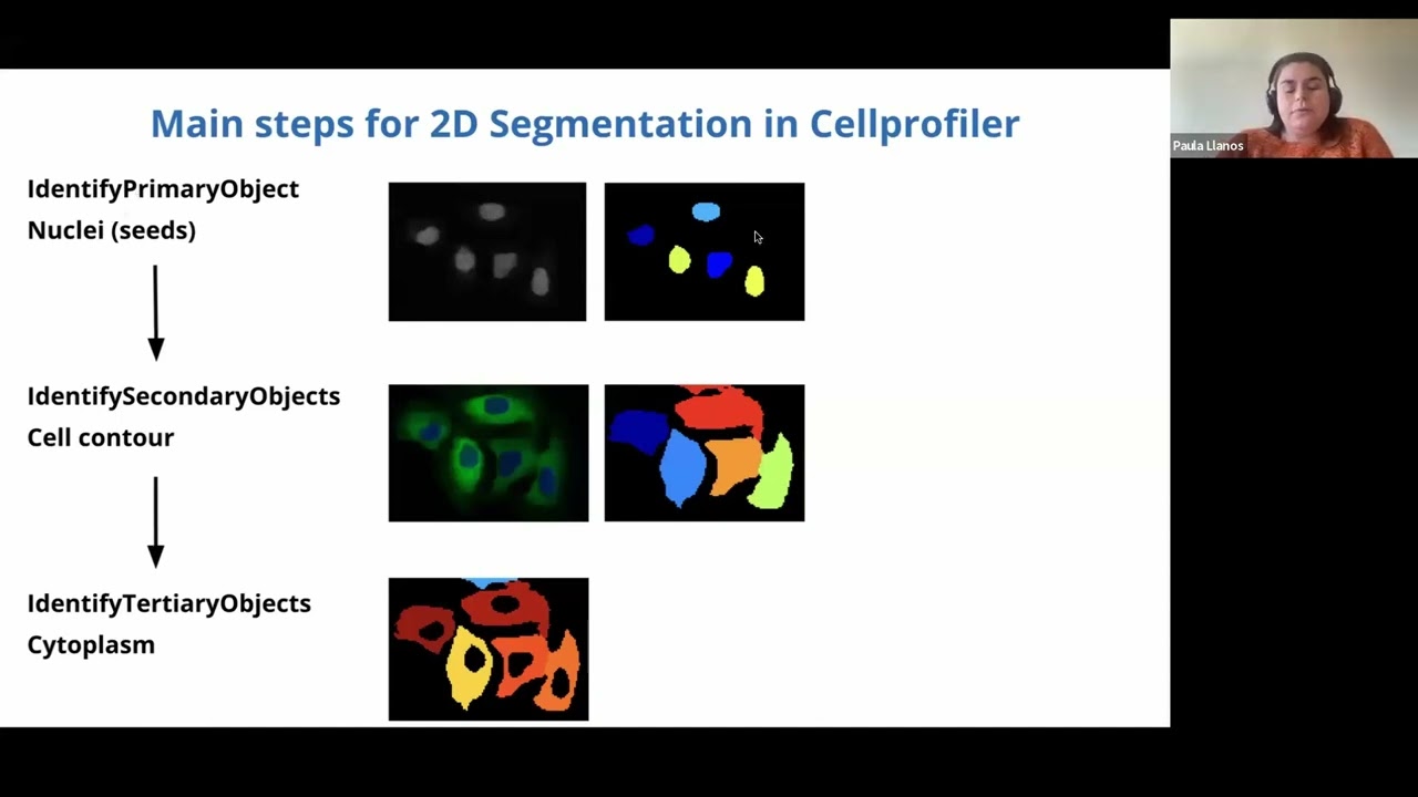 3D Segmentation using CellProfiler