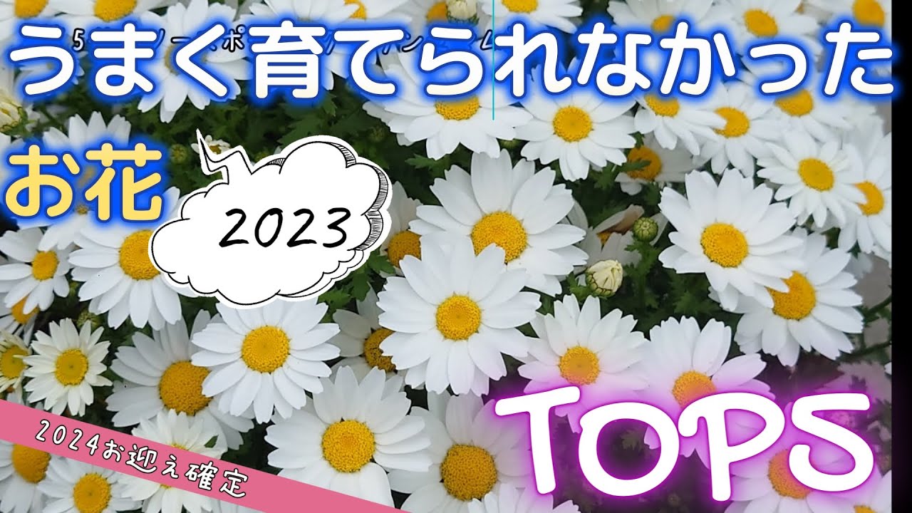 【2023ランキング】うまく育てられなかったお花TOP5