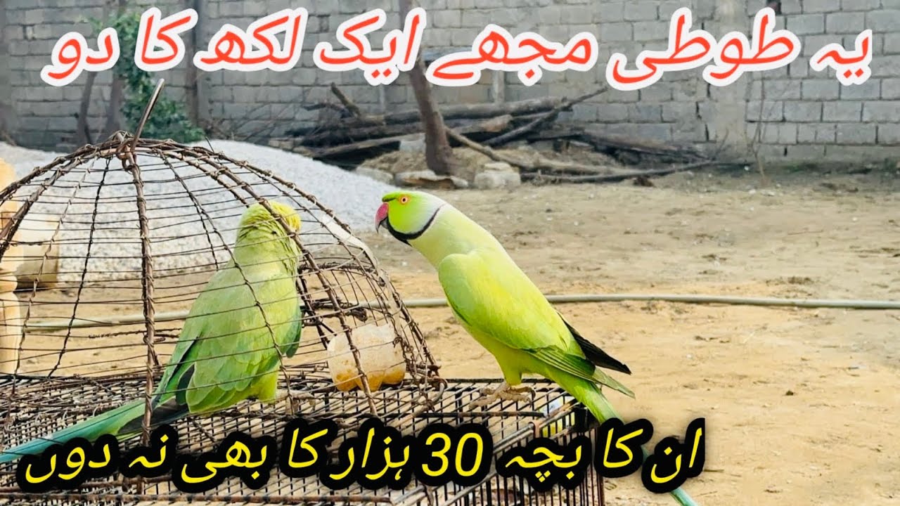 Home breeding parrot 🦜full mood ma | raining video 