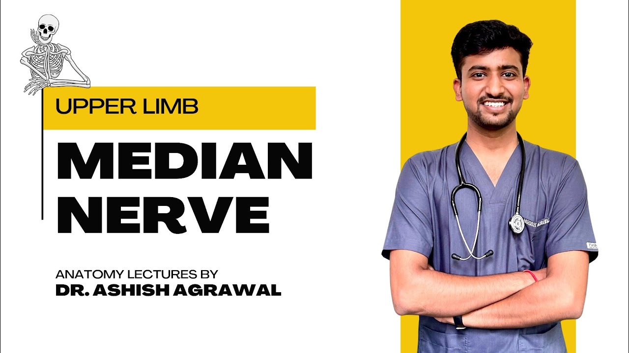 Median Nerve || Upper Limb Anatomy || First Year MBBS || Anatomy lectures by Ashish