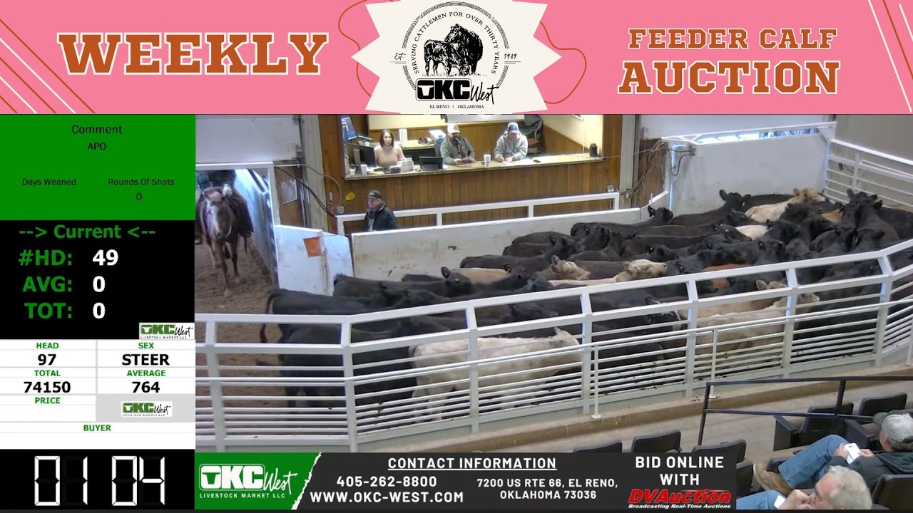 7,000 Head Feeder Cattle Selling LIVE | OKC West Market | El Reno, OK | Feb 11, 2026