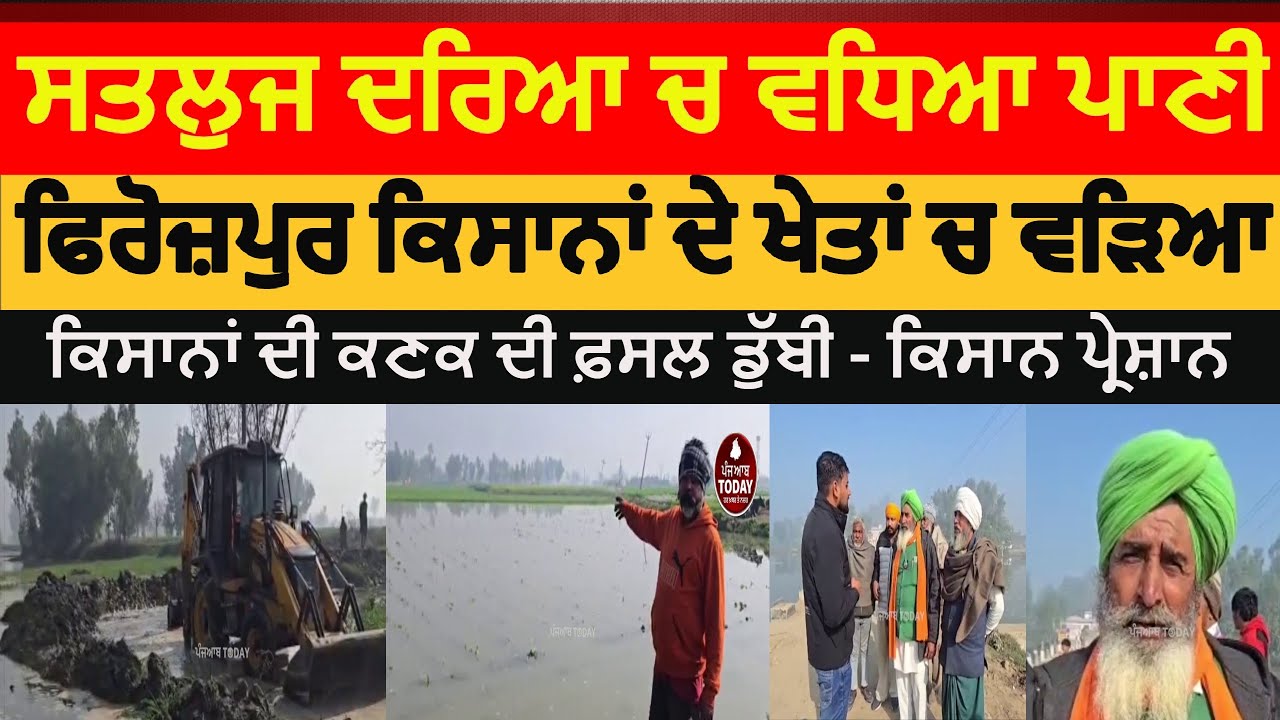 Firozpur satluj river water entered farmers crops|satuj river firozpur farmers crops destroyed|wheat