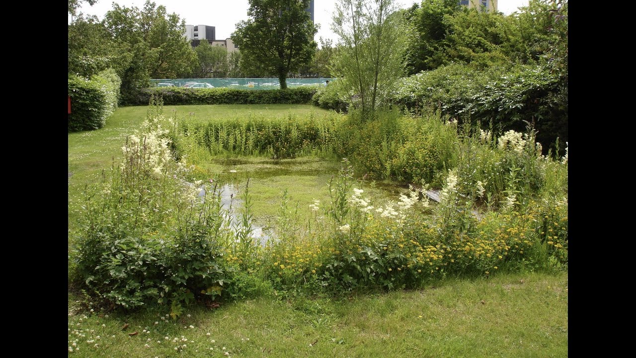 Victoria Quay nature park, The Scottish Government.