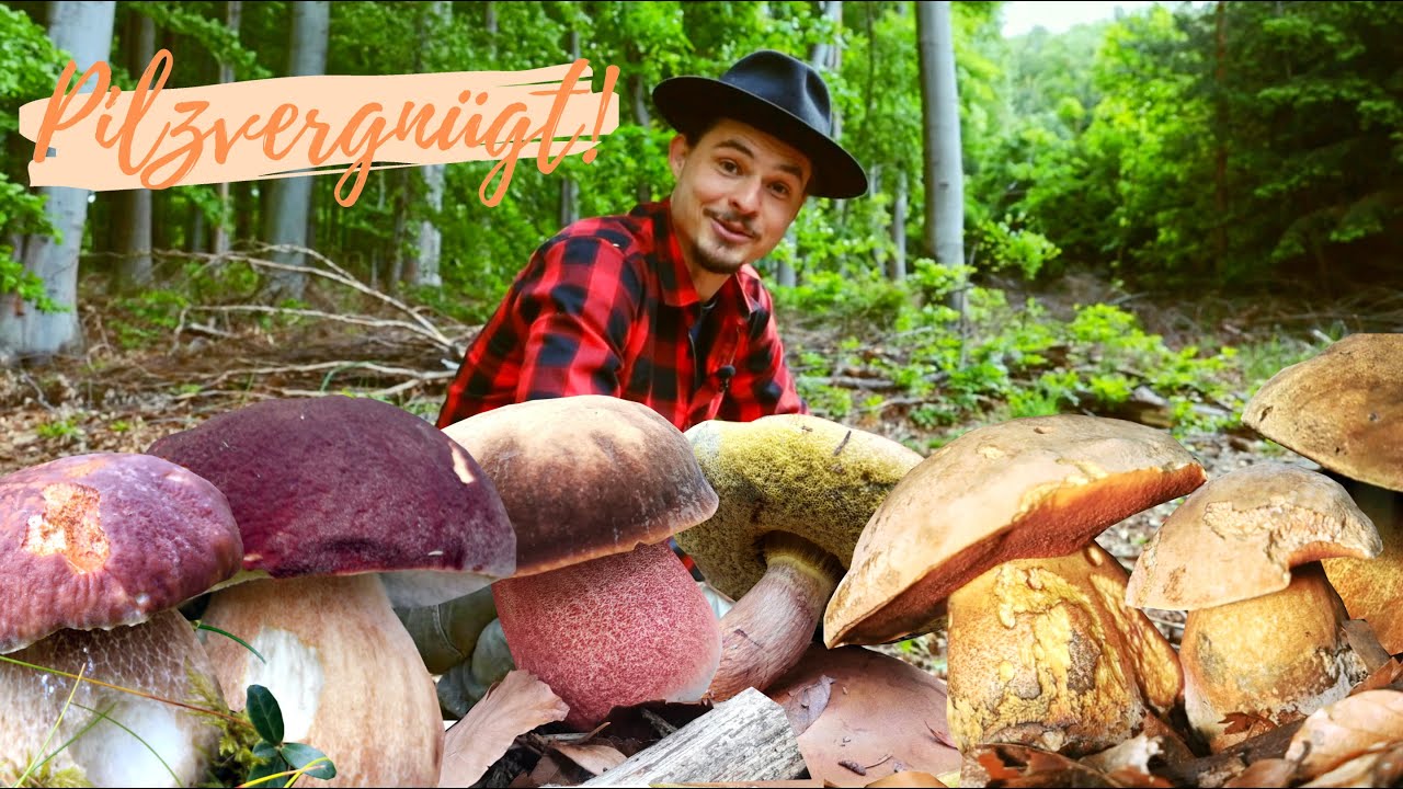 Steinpilze & Röhrlinge im Kommen! Wann sind welche Arten zu finden - Eine Reise durchs Pilzjahr 🍀