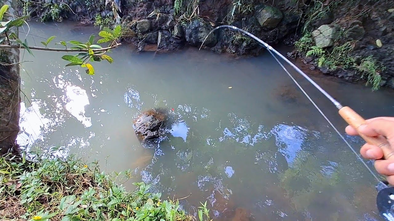ISTIMEWA !! MENJELANG LEBARAN MANCING TARGET WADER DI PARIT, STRIKE TIDAK PAKE LAMA