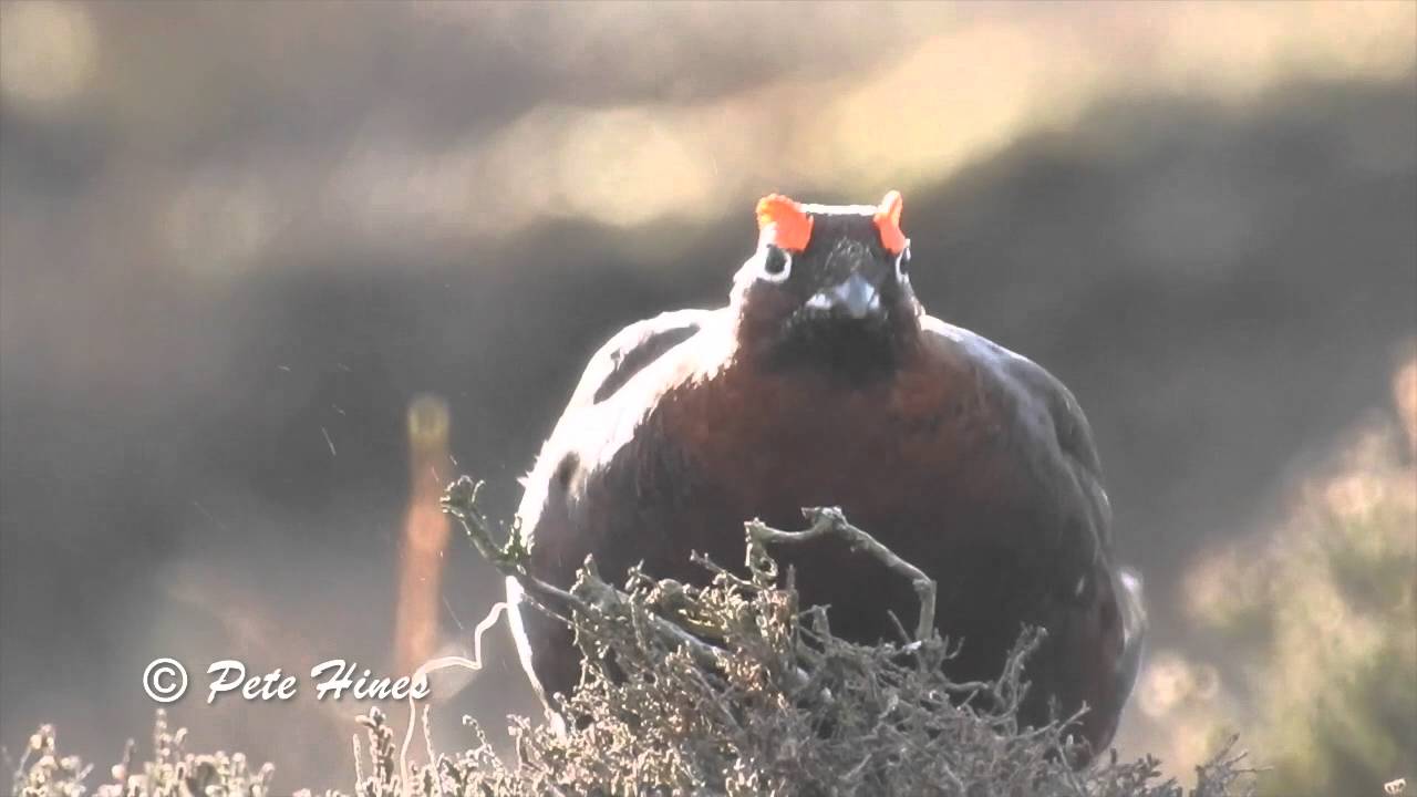 Red Grouse (Lagopus lagopus scotica)