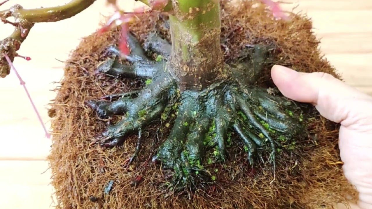 🔝 BONSAI ARCE PALMATUM - NEBARI PLANO CON RAÍCES DOMINANTES