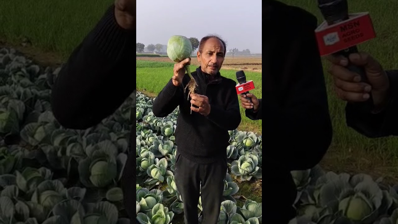 Hybrid cabbage 