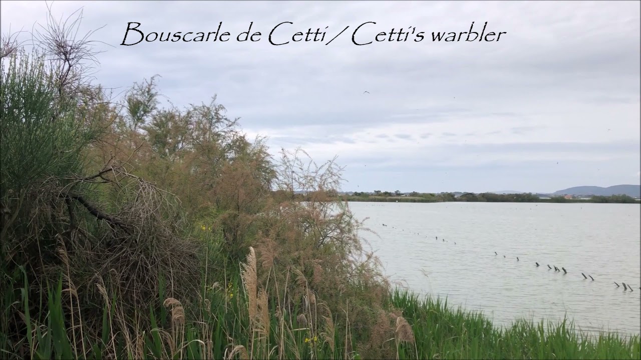 Reedbed sounds / Sons d'oiseaux de la roselière.