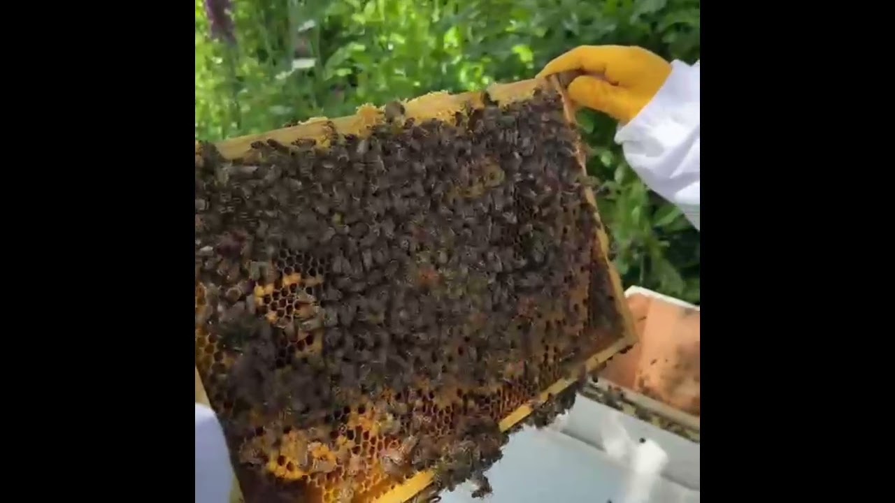 moving bees from old hive to new hive with a quick inspection