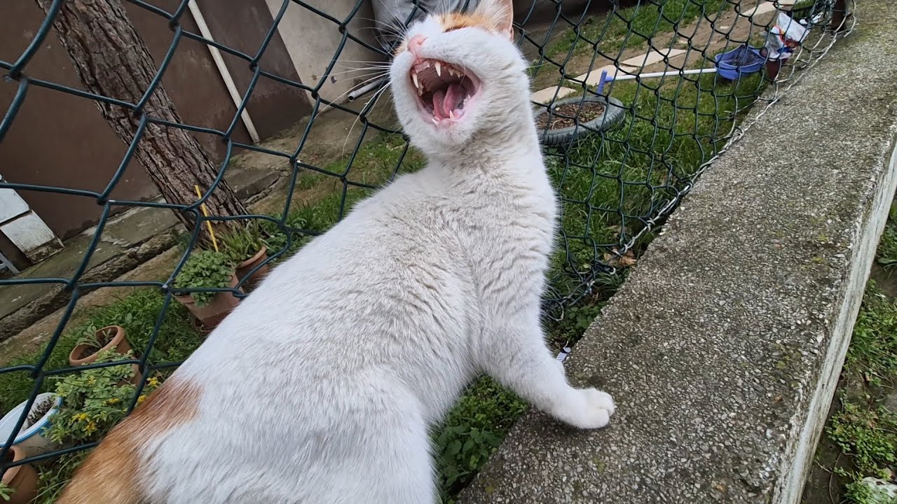 A very Psychopathic and Angry orange cat, but he calms down when you give him food.