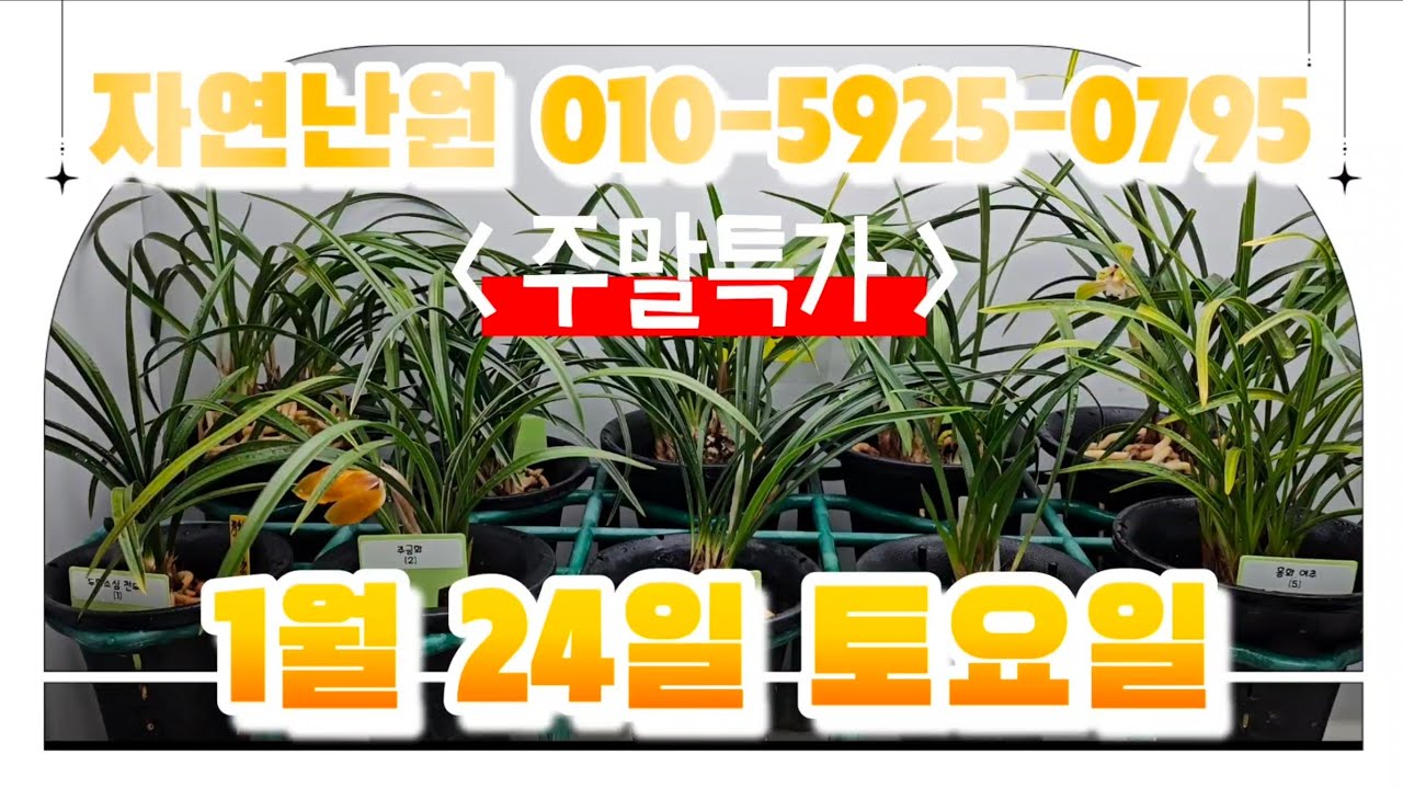 [1월 24일] 천두소, 주금화, 복륜, 원지, 여추, 산반화, 소심, 원판화, 수채화, 황위, 홍남파 총 12개체입니다♡