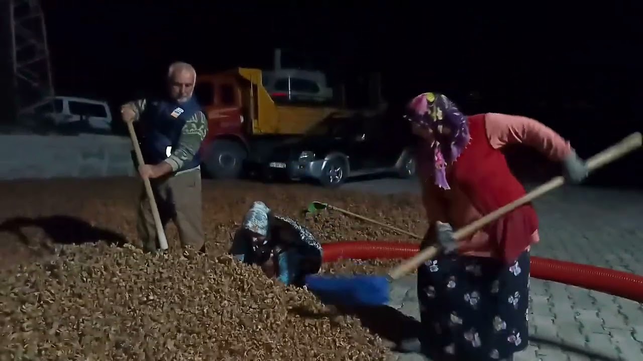 Gece Hasadı 🌙 Köyde Kızımızın Fındığını Hep Birlikte Patoza Verdik
