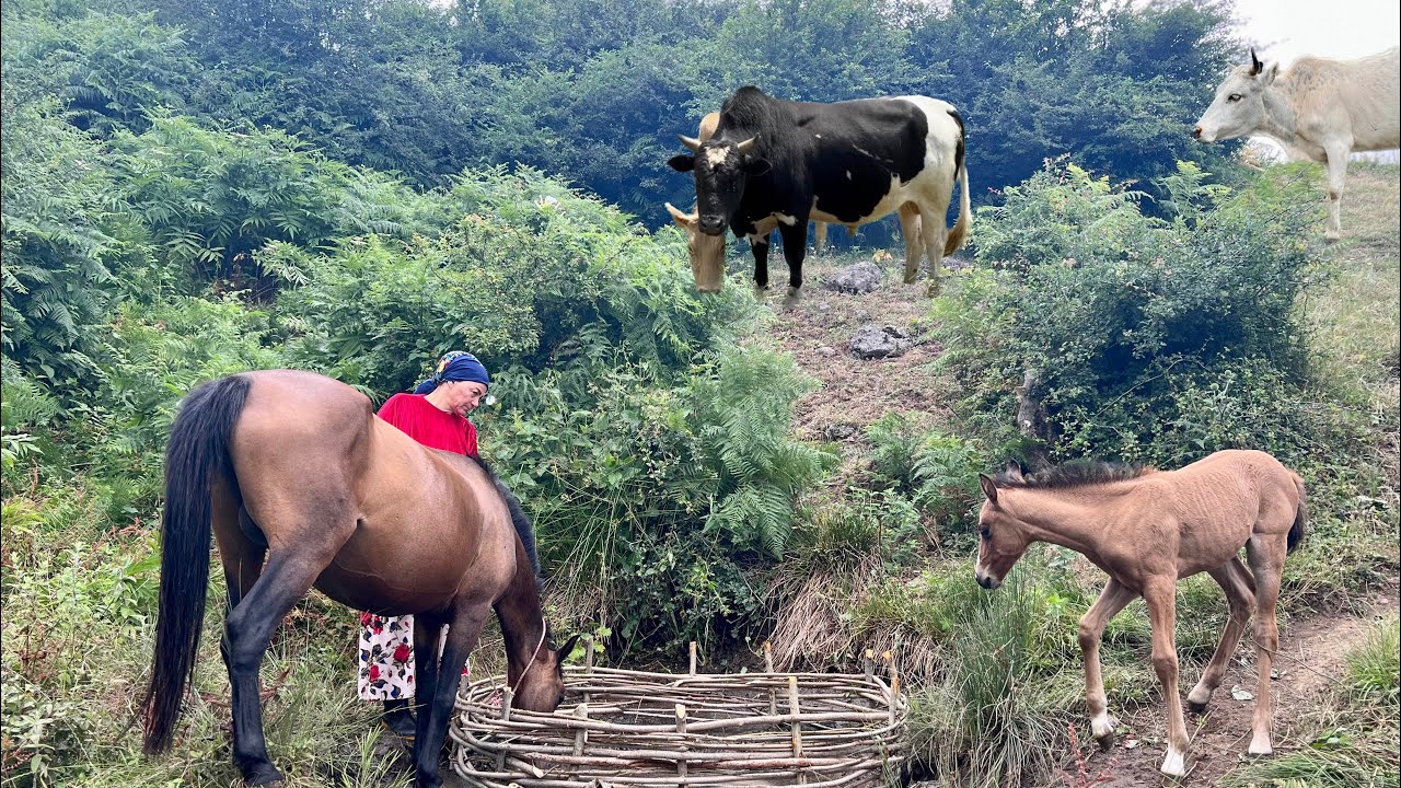 Nomadic life: Digging the Ground and Water Coming out and Building a Spring for Drinking