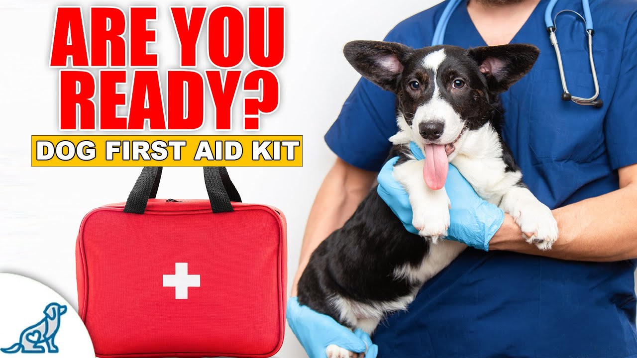 Vet Explains What Is & Isn't An Emergency For Your Dog