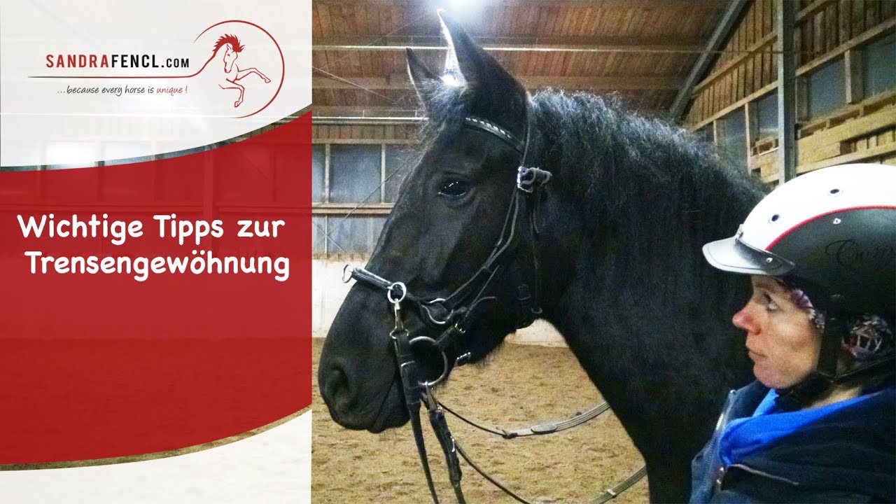 Wichtige Tipps zur Trensengewöhnung