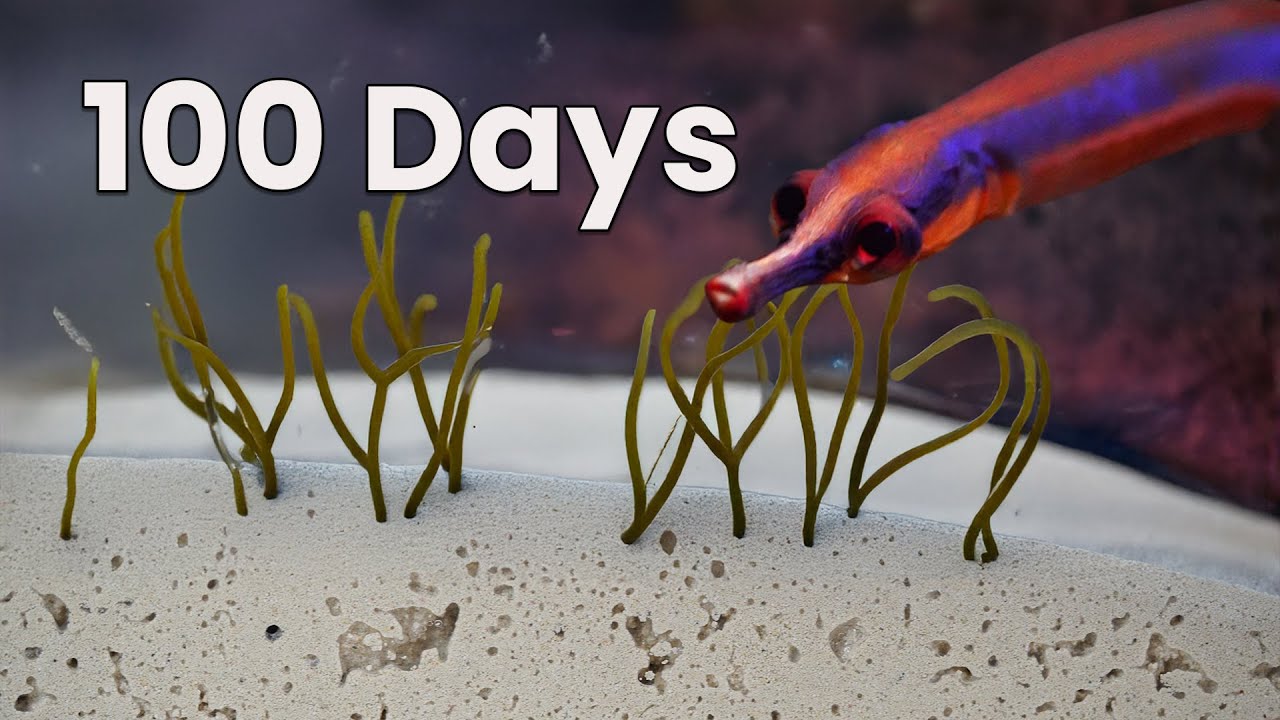 I Built an Ecosystem for the Most Unusual Fish