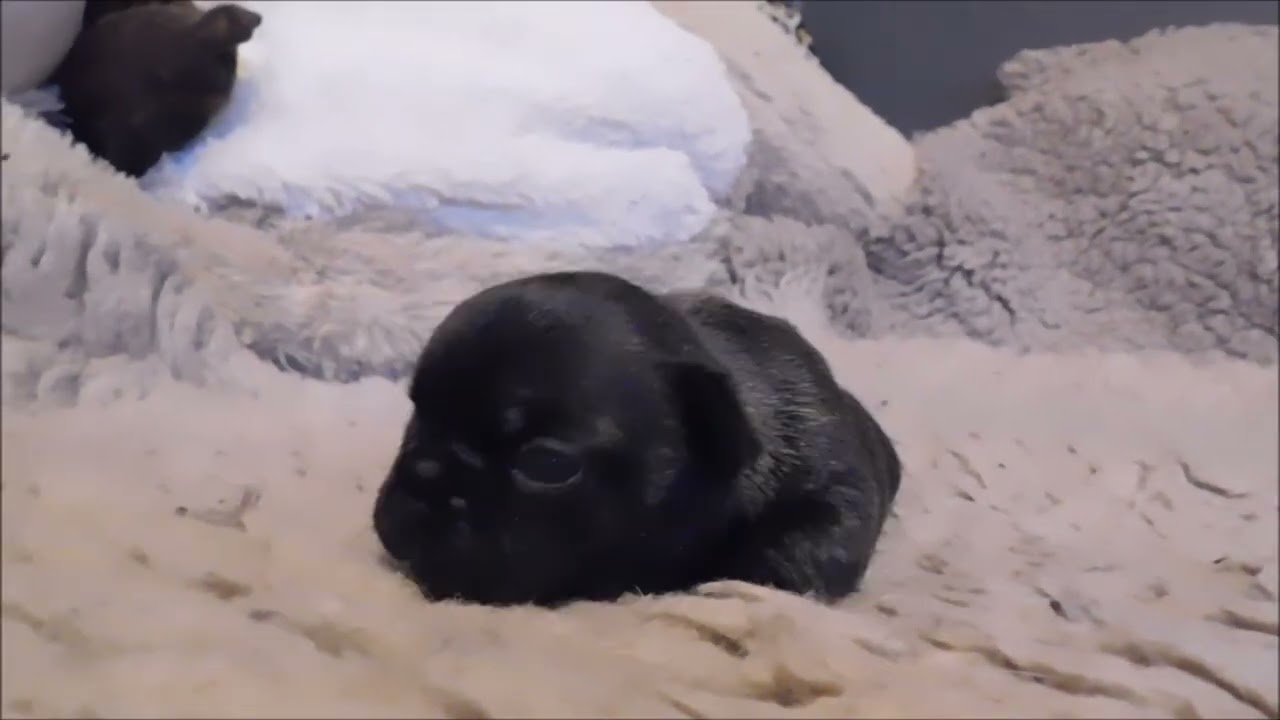 AMAYA à 15 jours