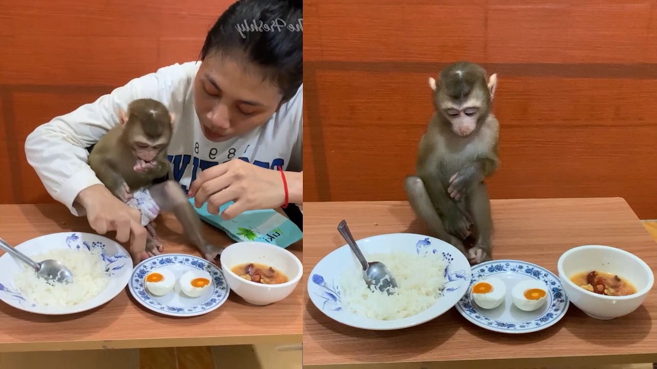 Adorable Baby Monkey Trying Real Food for the First Time 🐒🍚🥚
