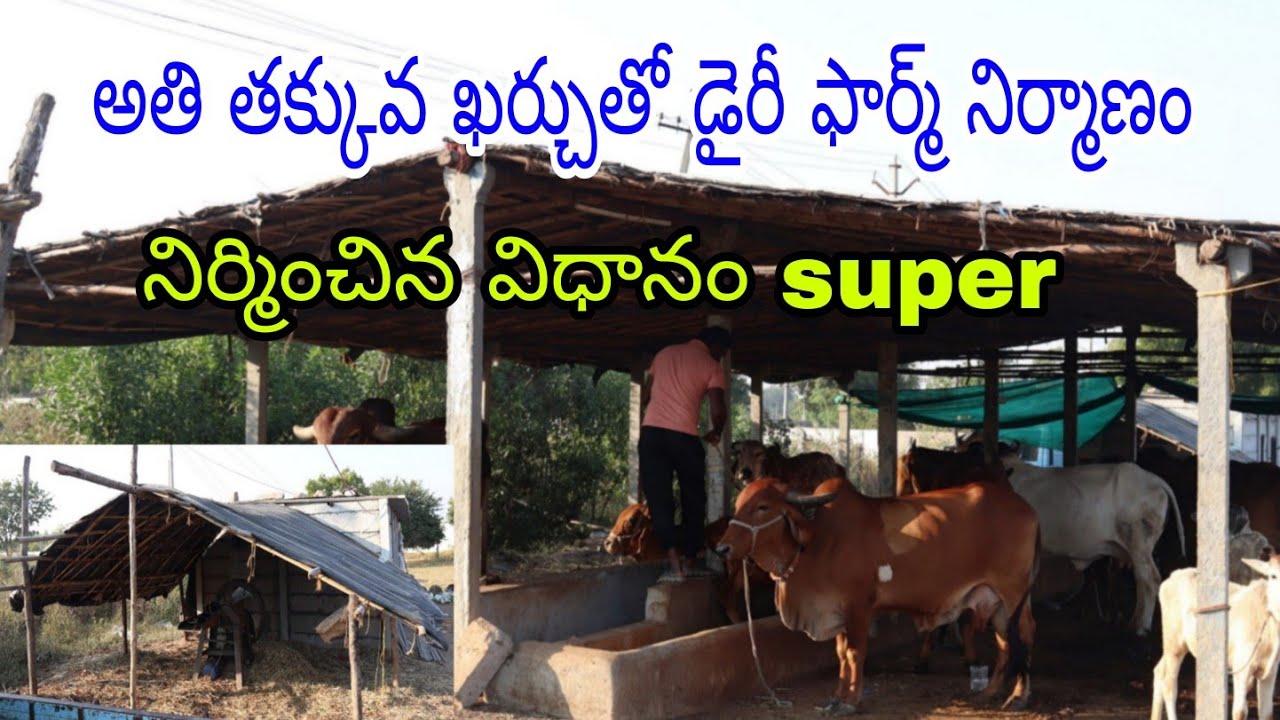 Cheap and Best dairy farm construction