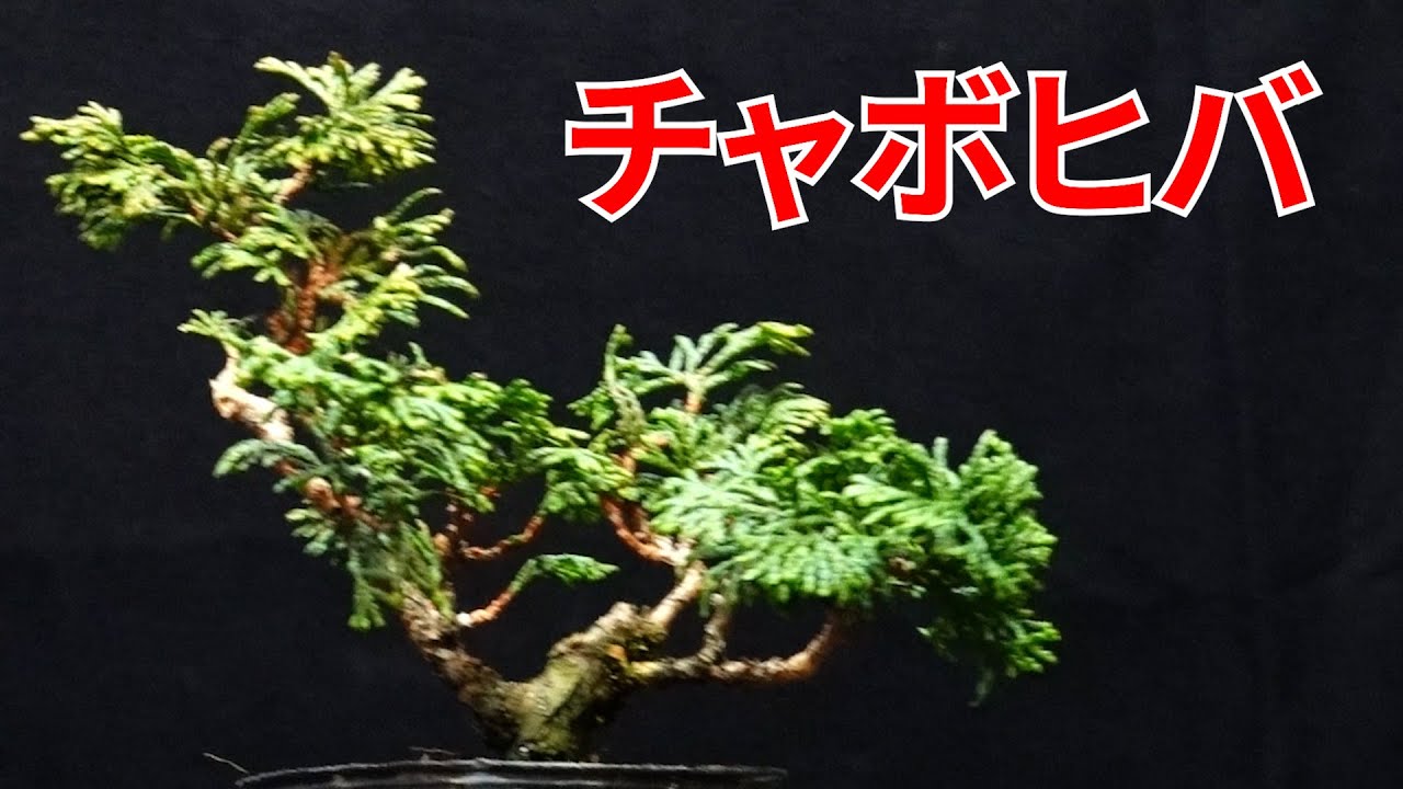 チャボヒバの苗をミニ盆栽に
