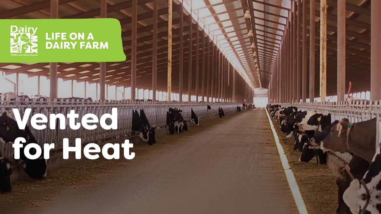 Del Rio Dairy: Dairying and Saudi-Style Barns