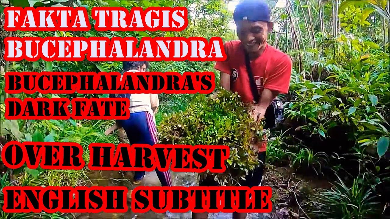 PENGHOBI AQUASCAPE WAJIB TAU !! BUCEPHALANDRA  TANAMAN YANG CANTIK TAPI BERNASIB TRAGIS !!