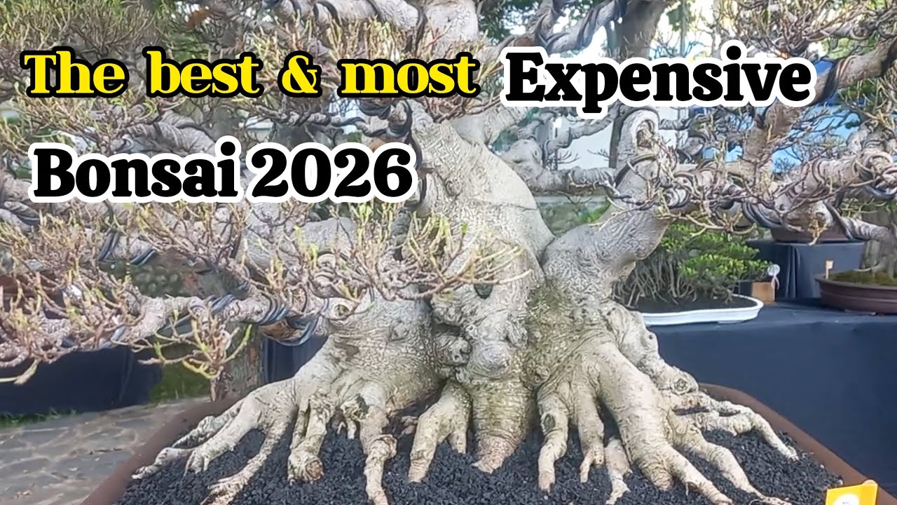 The Best and most EXPENSIVE bonsai 2026‼️