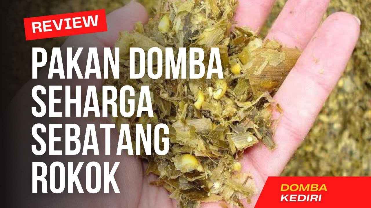 Review Pakan Domba Seharga Sebatang Rokok | Domba Kediri