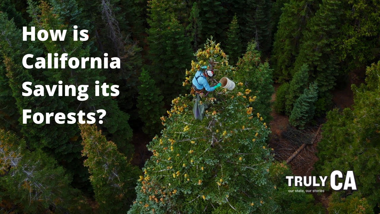 Can California Forests Be Saved?🌲  | KQED Truly CA