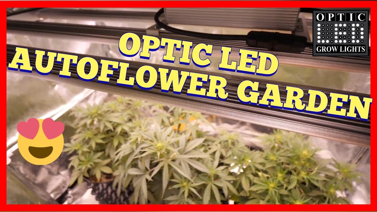 SLIM 320H AUTOFLOWER CANNABIS GROW WEEK 4