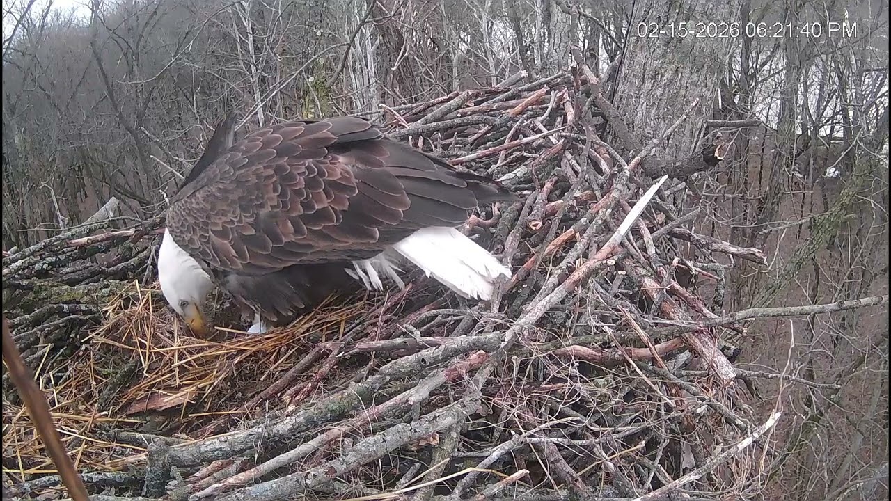 Second egg 2026