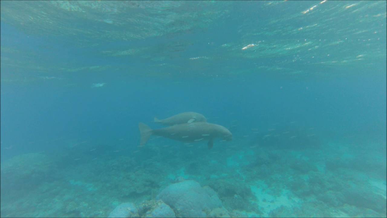 DUGONG WATCHING : Magic encounter with Mama Dugong and calf born this year !!