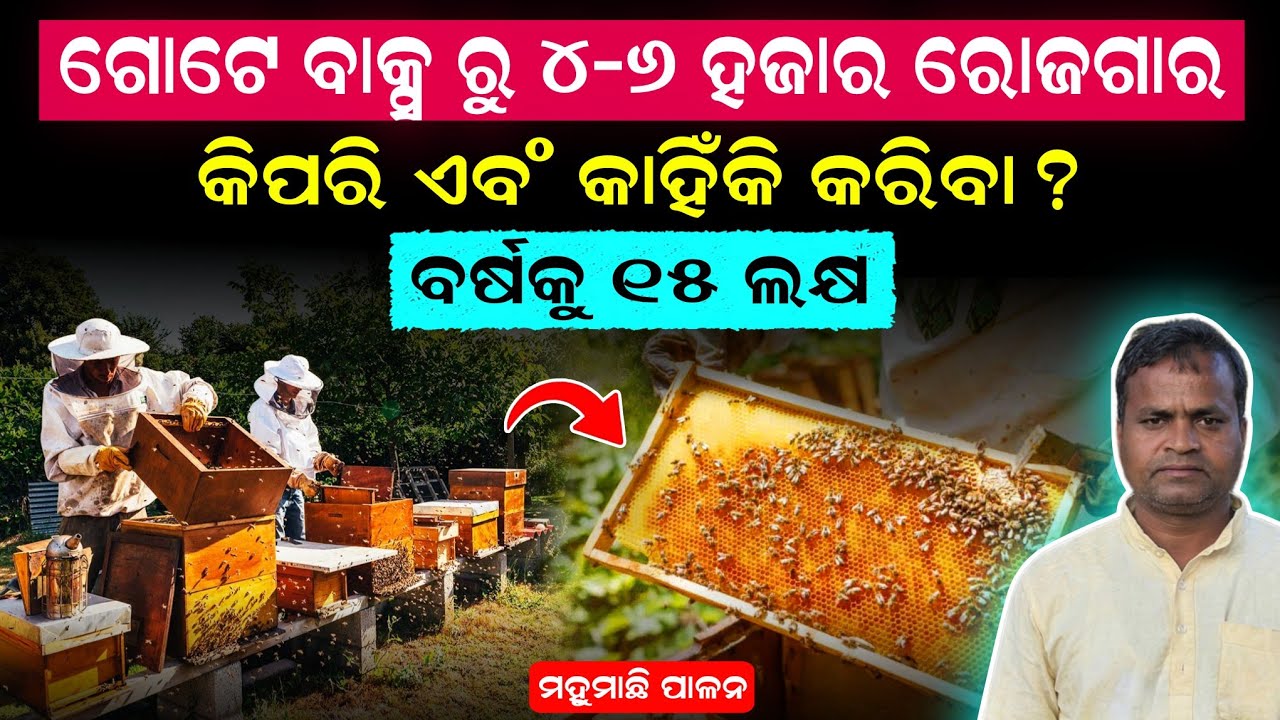 ମହୁମାଛି ପାଳନ କିପରି ଏବଂ କାହିଁକି କରିବା || Honey Bee Cultivation In Odisha || Apiculture 🐝