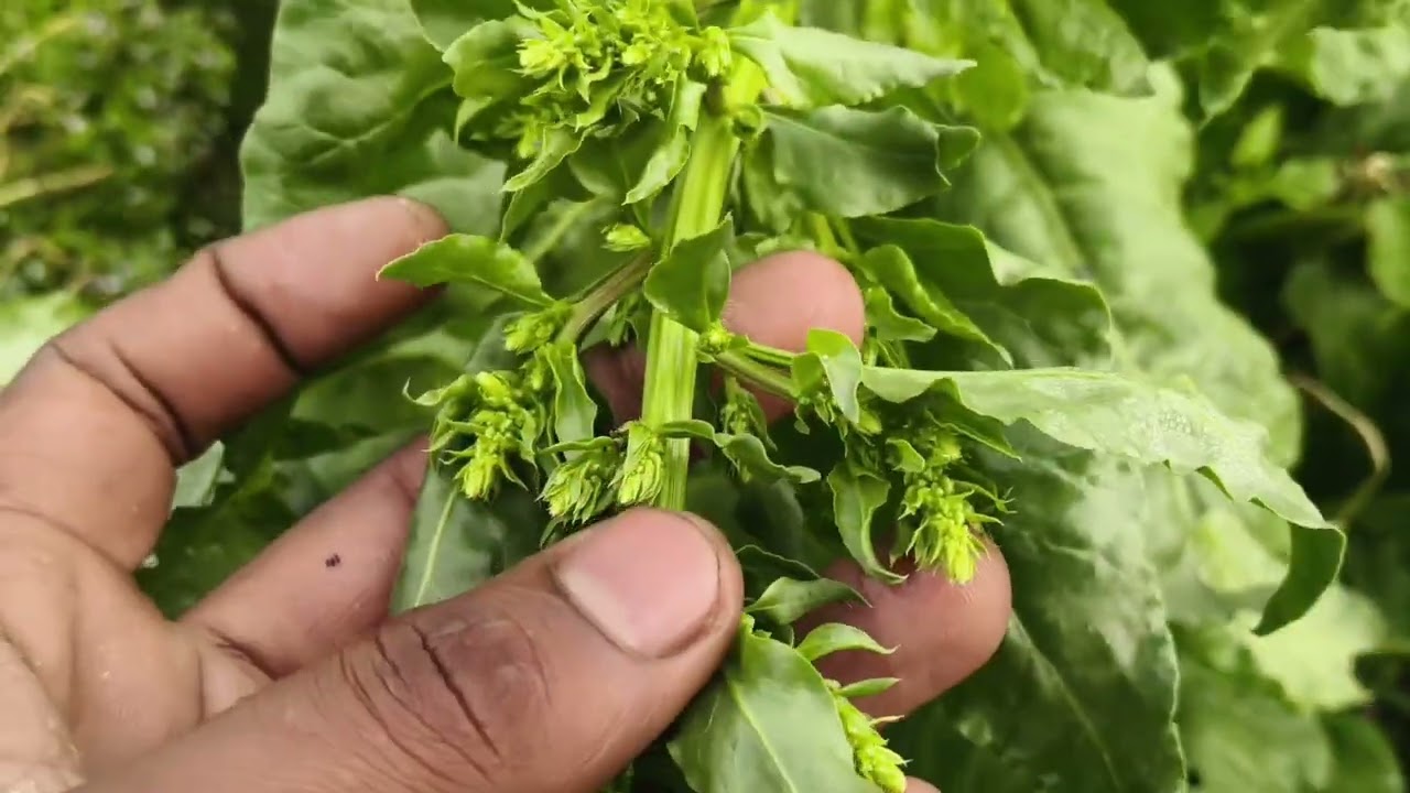 গরমের শসার প্রস্তুতি !! polmyeo 