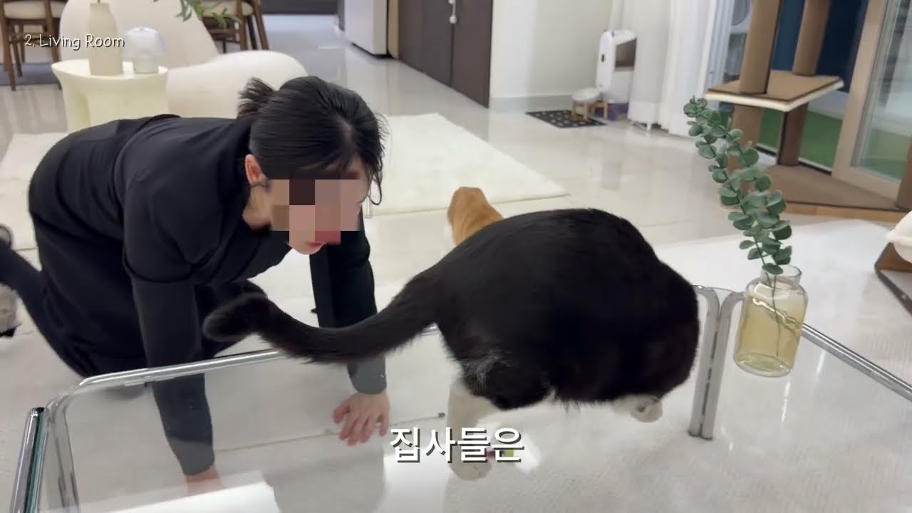 300만원짜리 스크래처(?)가 있는 고양이 집 #랜선집들이  #고양이 #인테리어