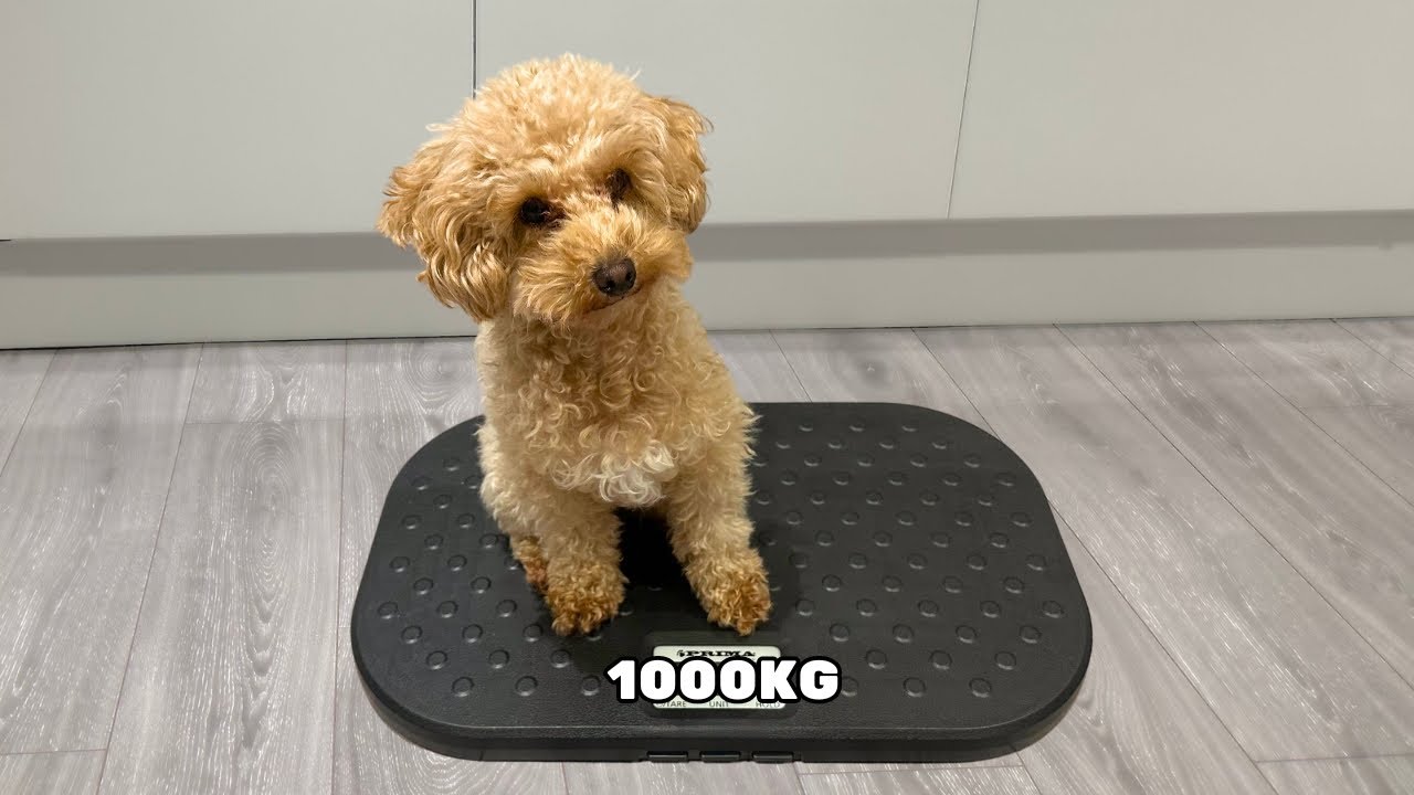 Full Grown Toy Poodle | Height & Weight