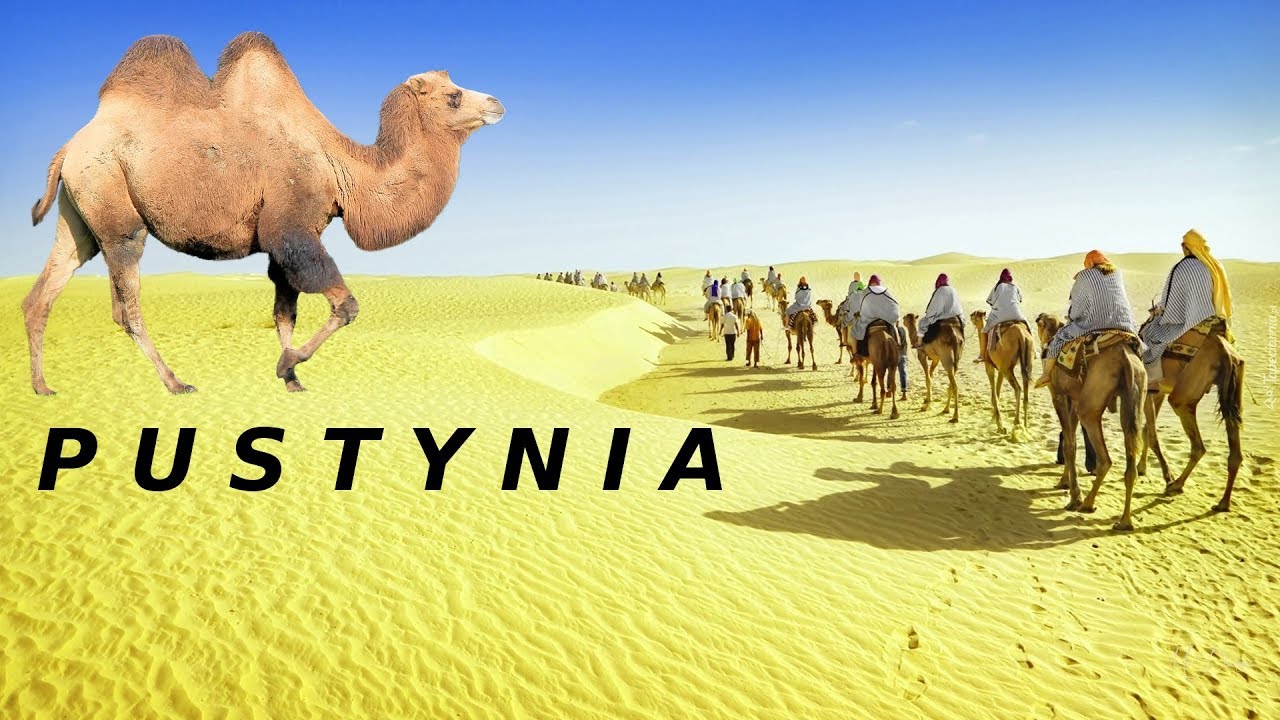 PUSTYNIA i jej mieszkańcy          (Lektor PL)