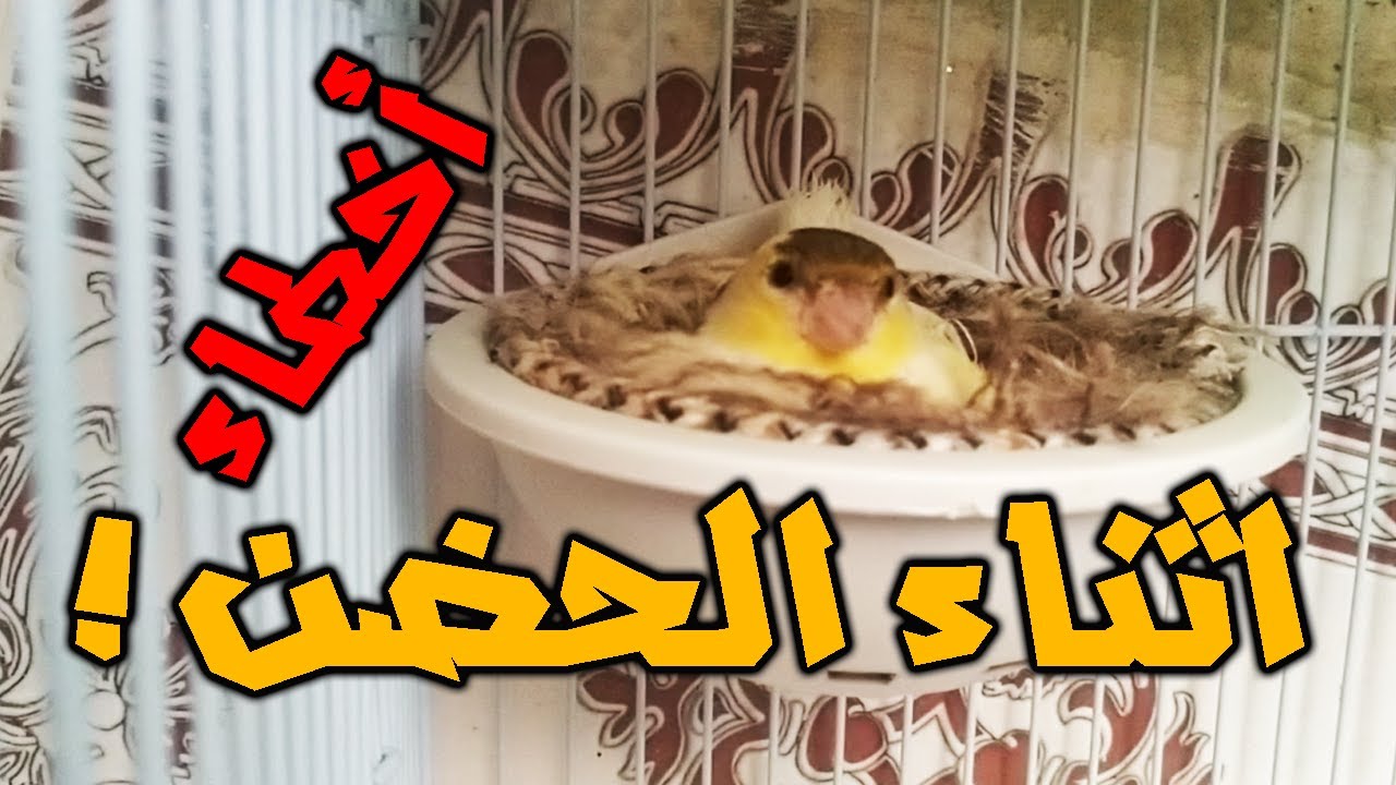 الاخطاء التي يقوم بها مربي الكناري او الحسون  في فتره حضن البيض