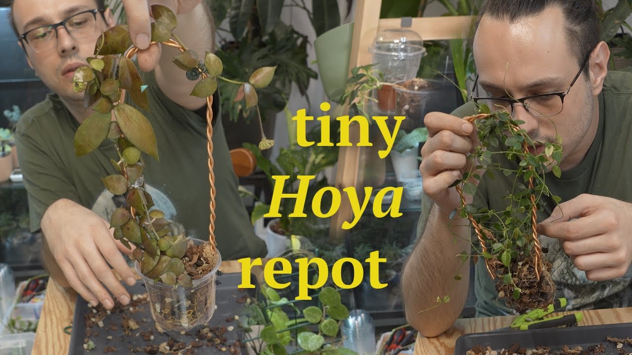 repotting my small-leaved Hoyas and giving them the cutest trellises🪴