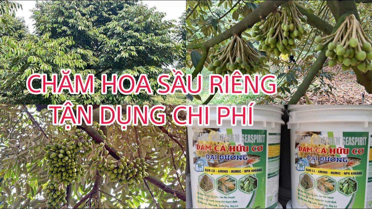 Dàn lá nuôi từ Phục Hồi =》Nuôi Hoa bằng Can Thiếc Đại Dương. Tận dụng chi phí.