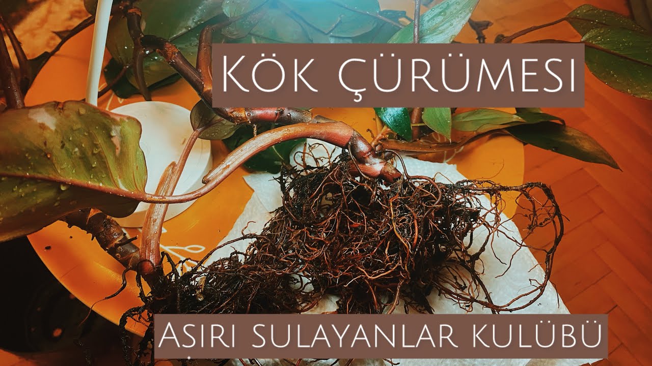 Kök Çürümesi, Aşırı Sulayanlar Kulübü