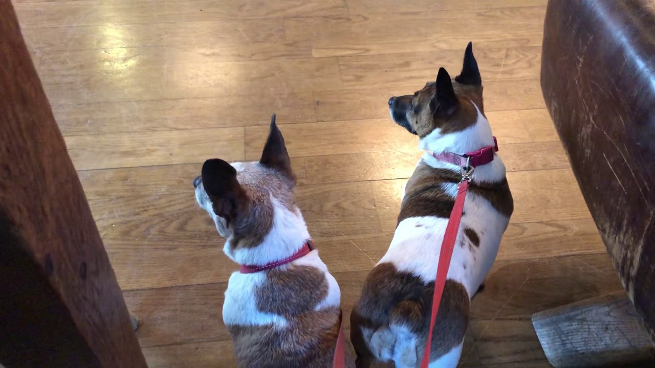 Nosey Jack Russells