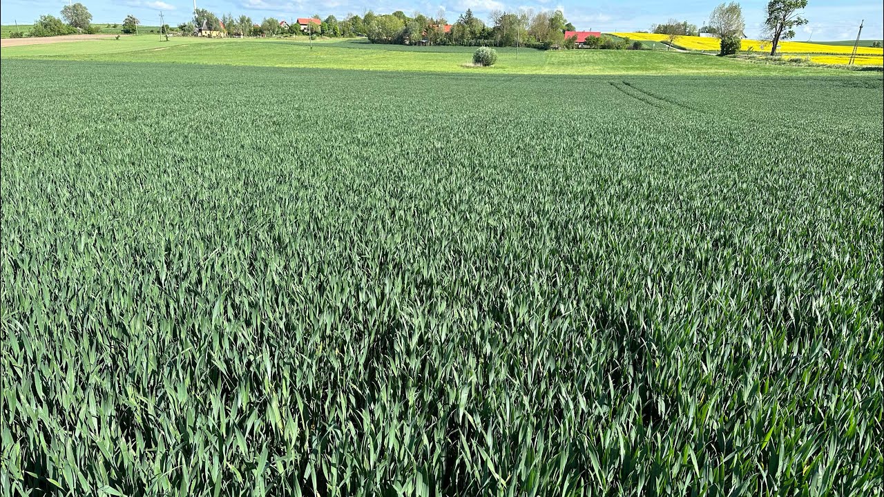 T2 w pszenicy i T3 w rzepaku