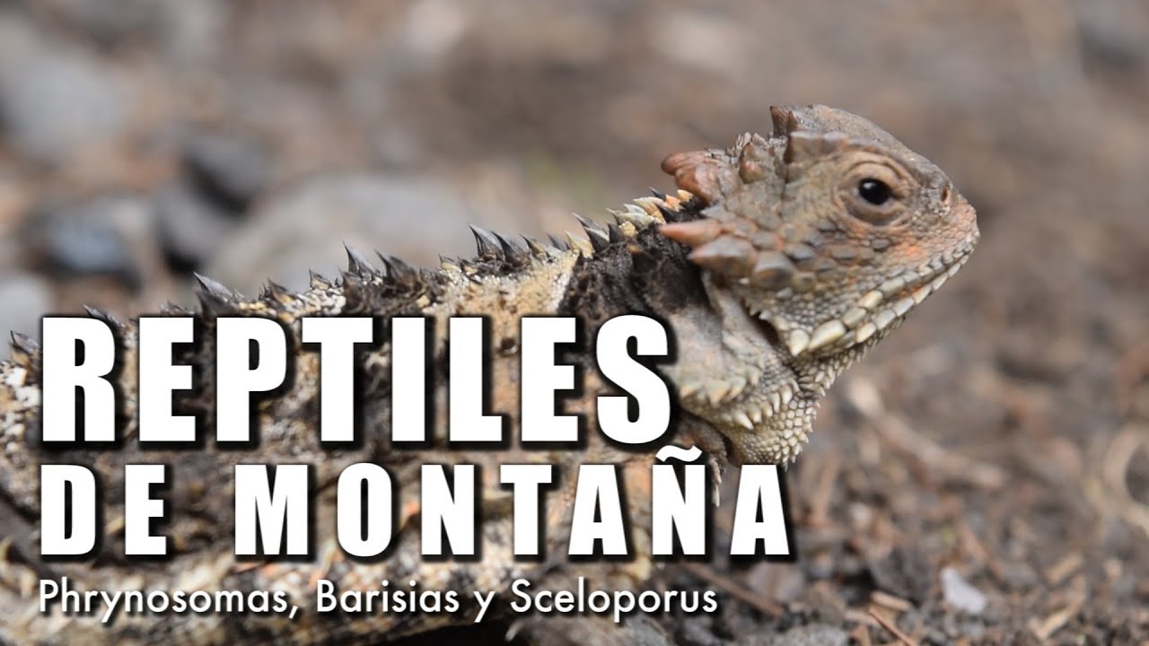 Reptiles de montaña | Documental | ¿Cómo sobreviven?
