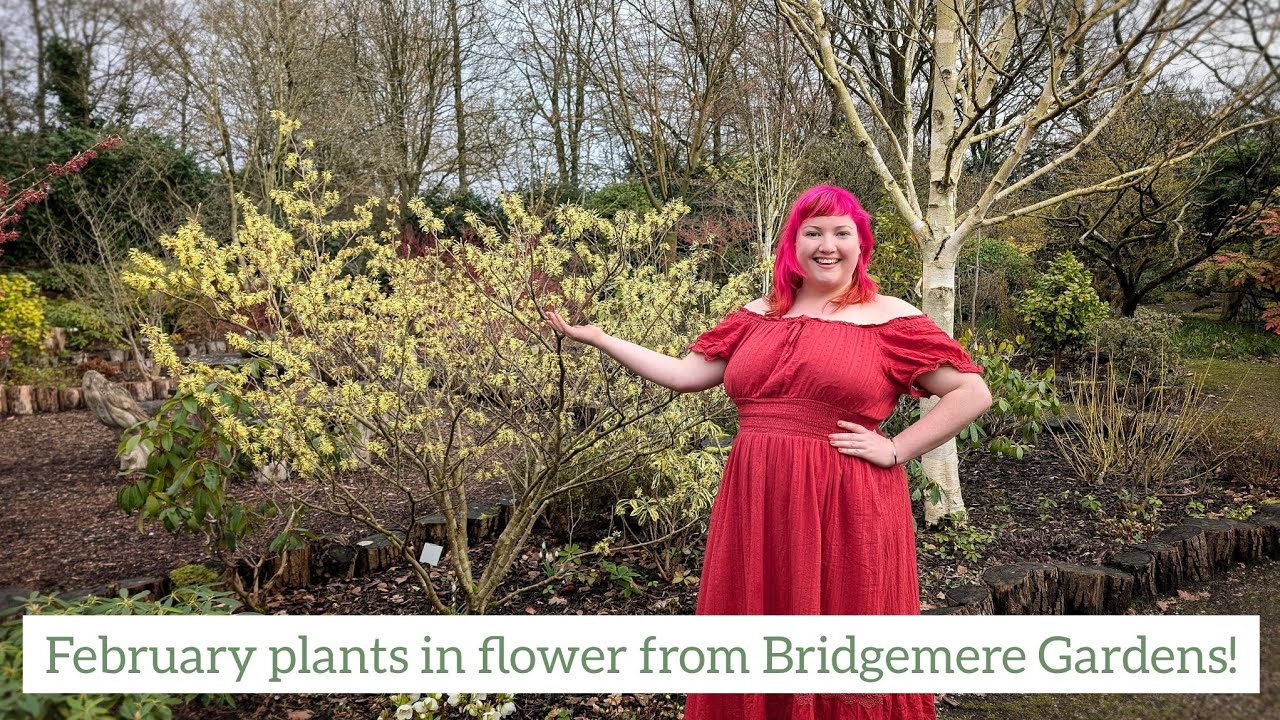 Plants in flower in February to March from Bridgemere Gardens!